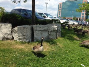 Canada Geese And Rainwater Puddle