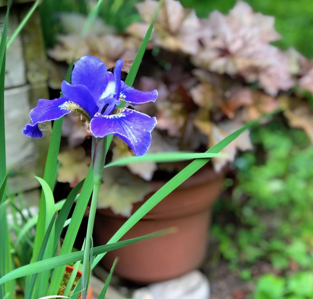 Blue Iris In My Backyard